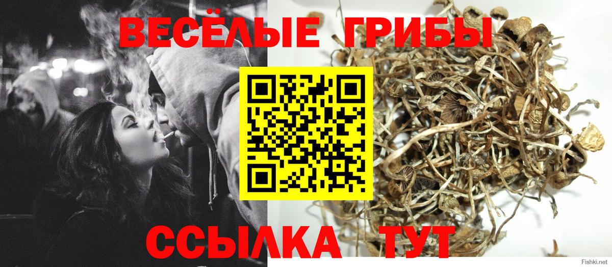 Галлюциногенные грибы Psilocybine cubensis Торжок